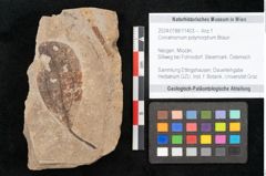 Foto (Objekt + Etikett) von Cinnamomum polymorphum Braun (NHMW-GEO-2024-0188-11403)